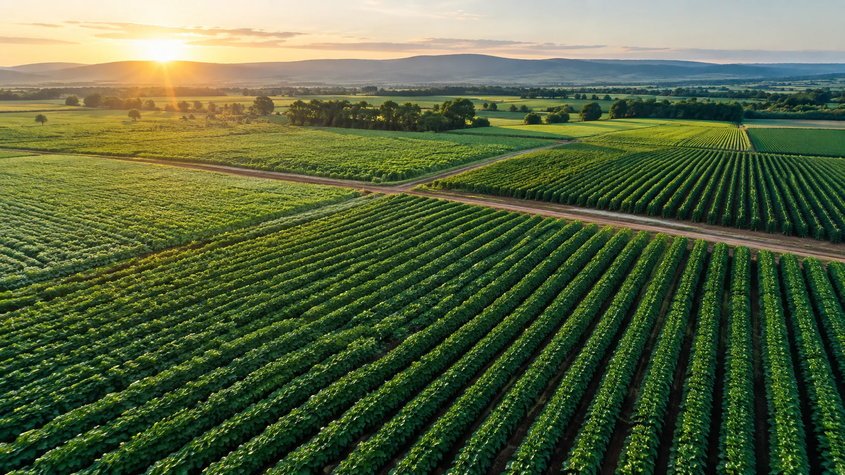 Aerial view of healthy green crop fields arranged in long rows